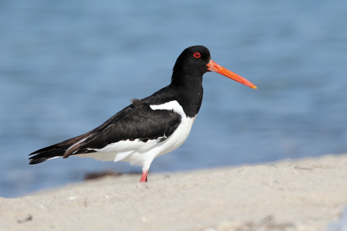 Eurasian Oystercatcher - ML620441724