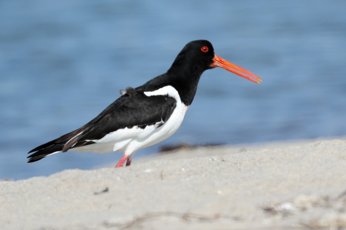 Eurasian Oystercatcher - ML620441725