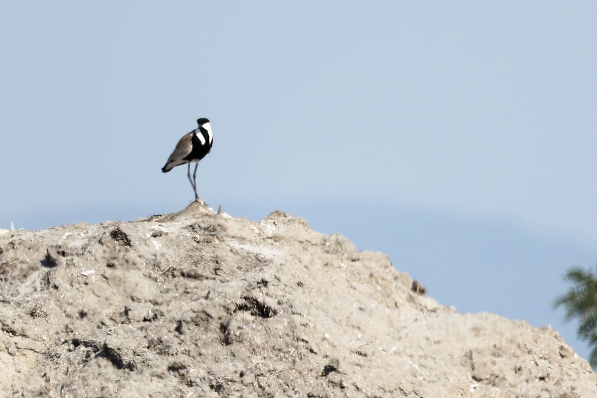 Spur-winged Lapwing - ML620441729