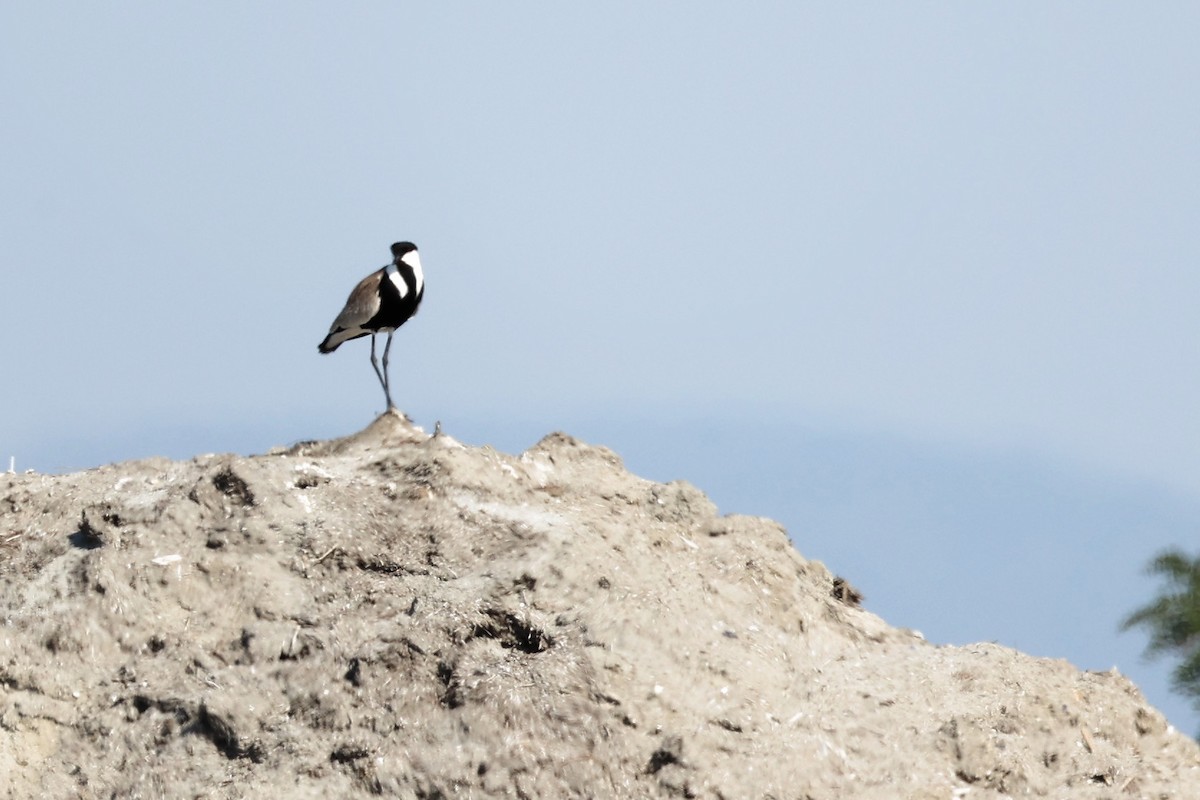 Spur-winged Lapwing - ML620441730
