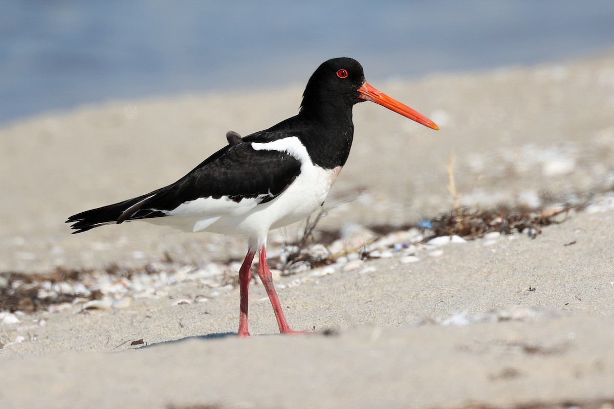 Eurasian Oystercatcher - ML620441739