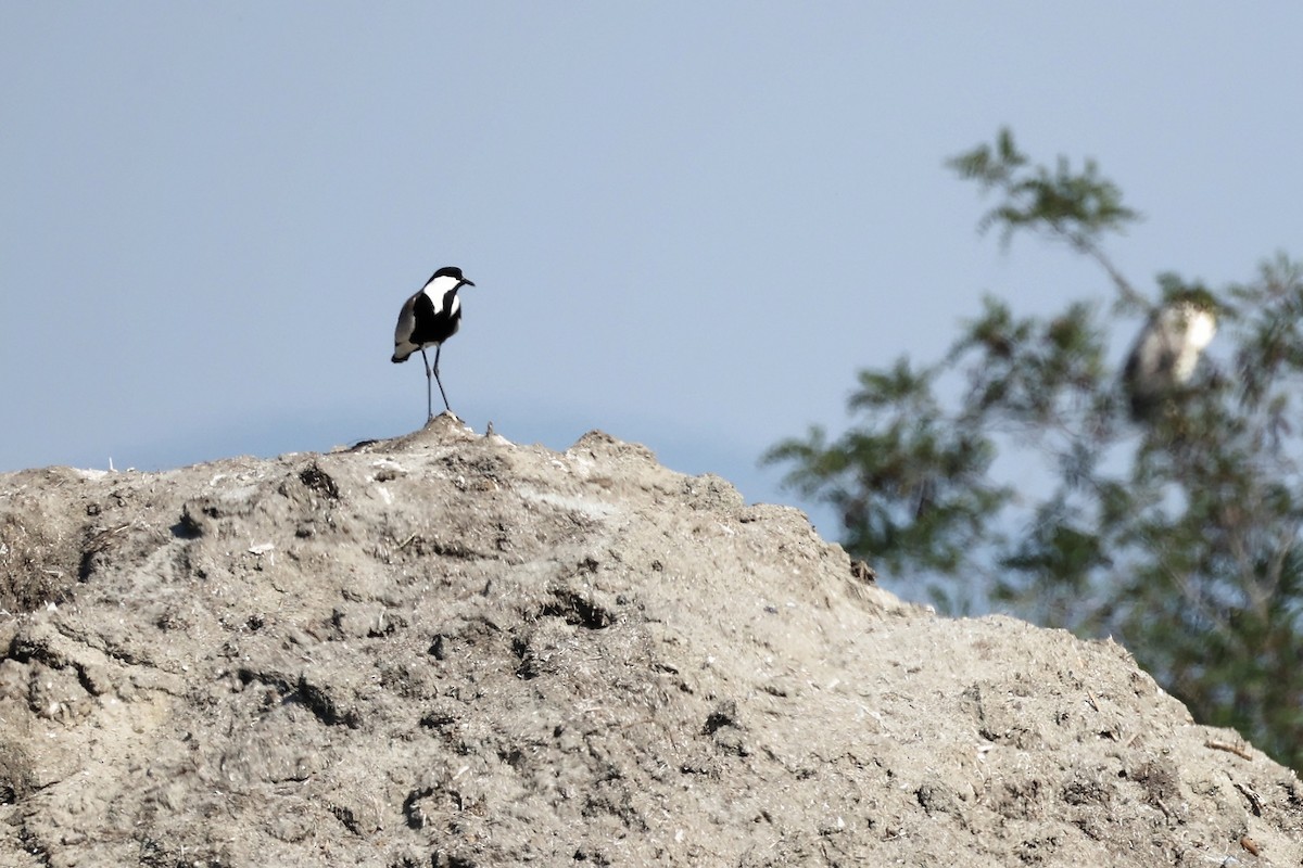 Spur-winged Lapwing - Christophe PASQUIER