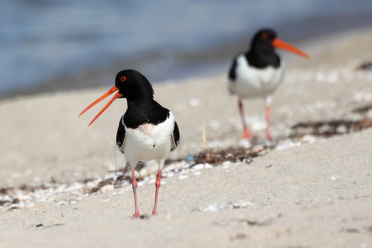 Eurasian Oystercatcher - ML620441747