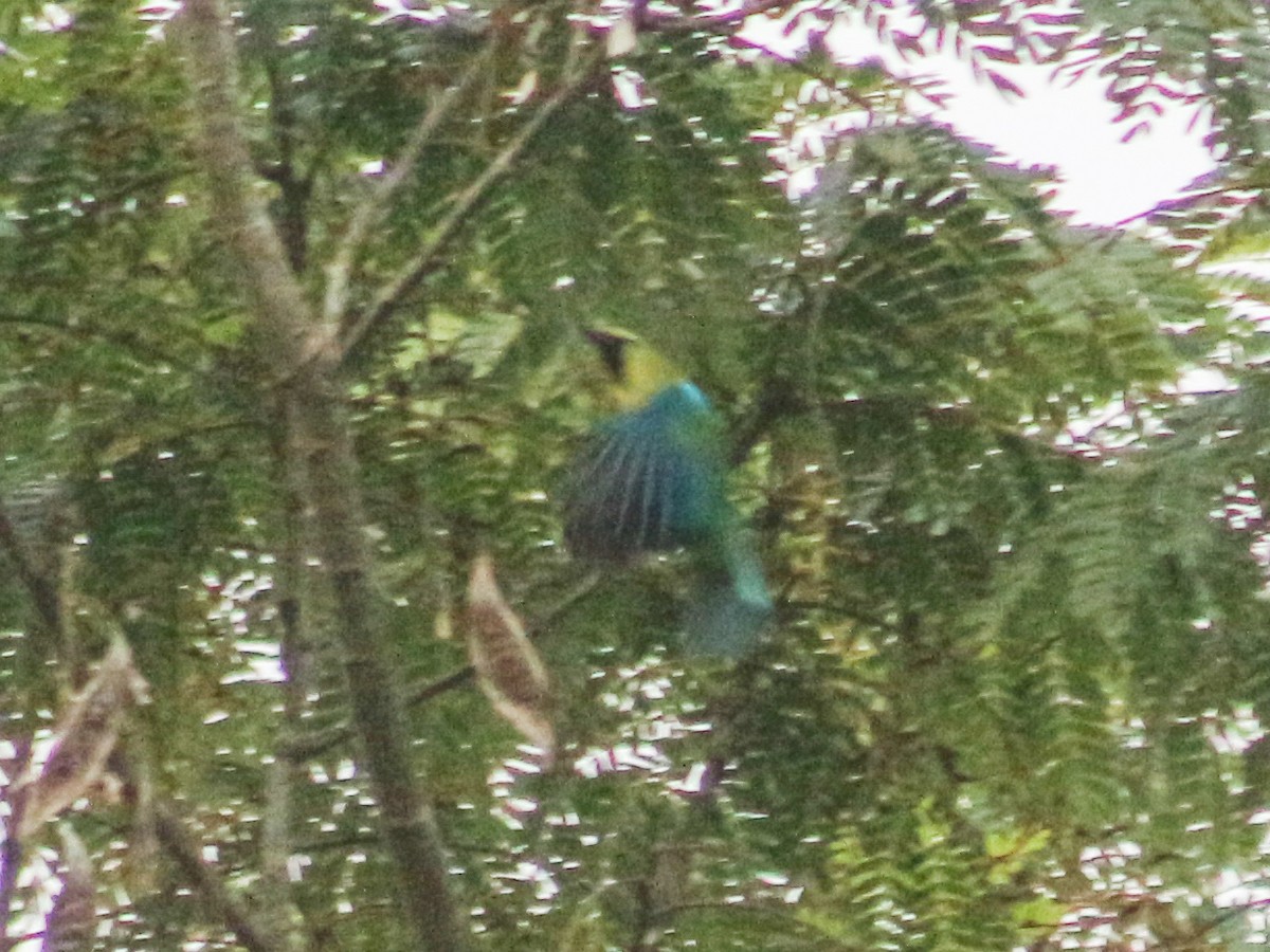 Blue-winged Leafbird - ML620441756