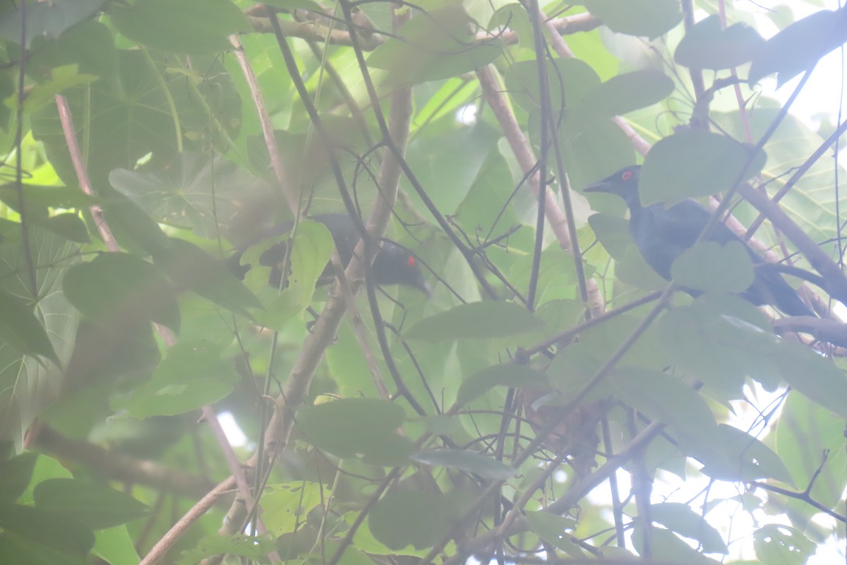 Asian Glossy Starling - ML620441764