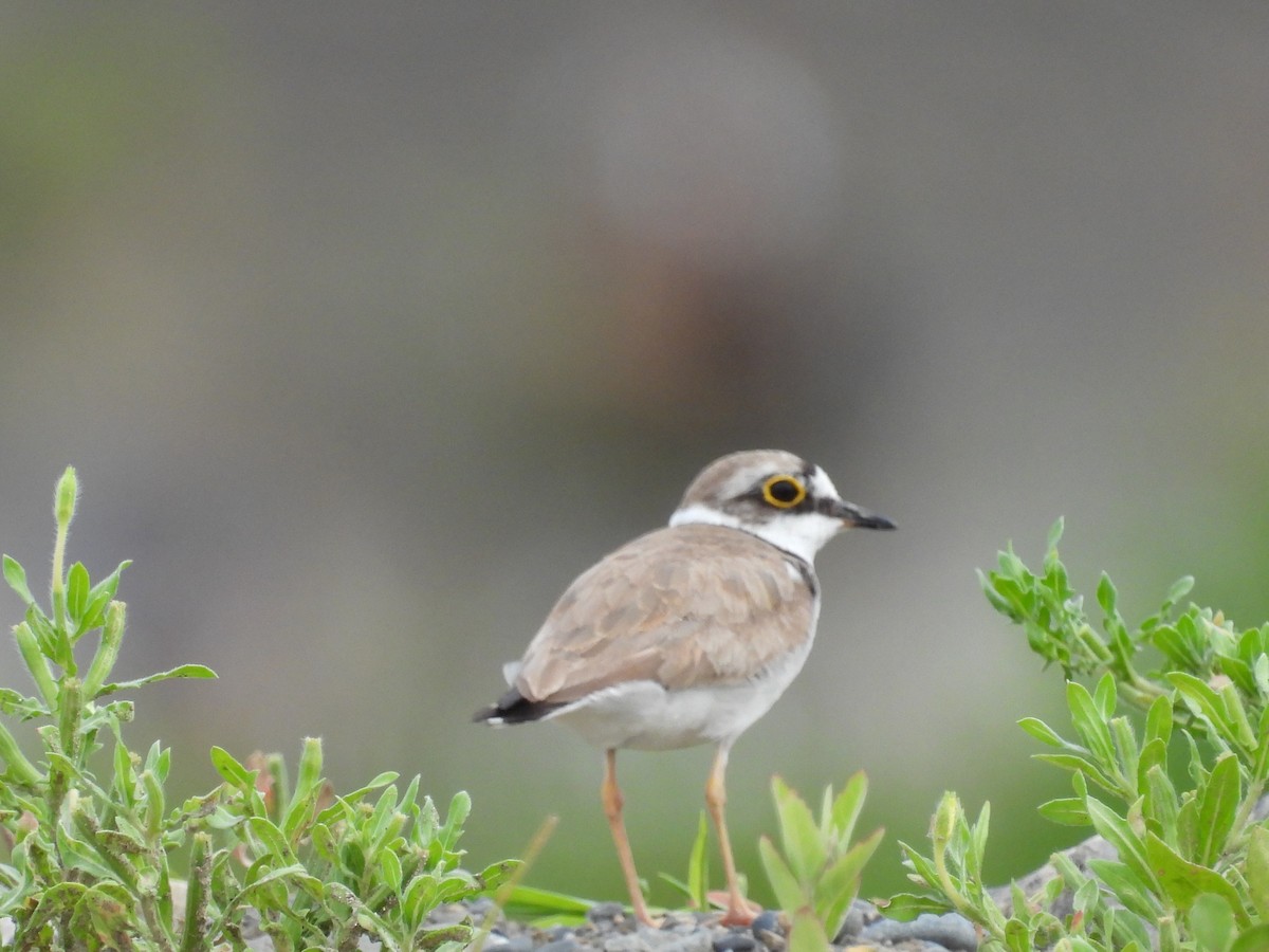 Little Ringed Plover - Anonymous