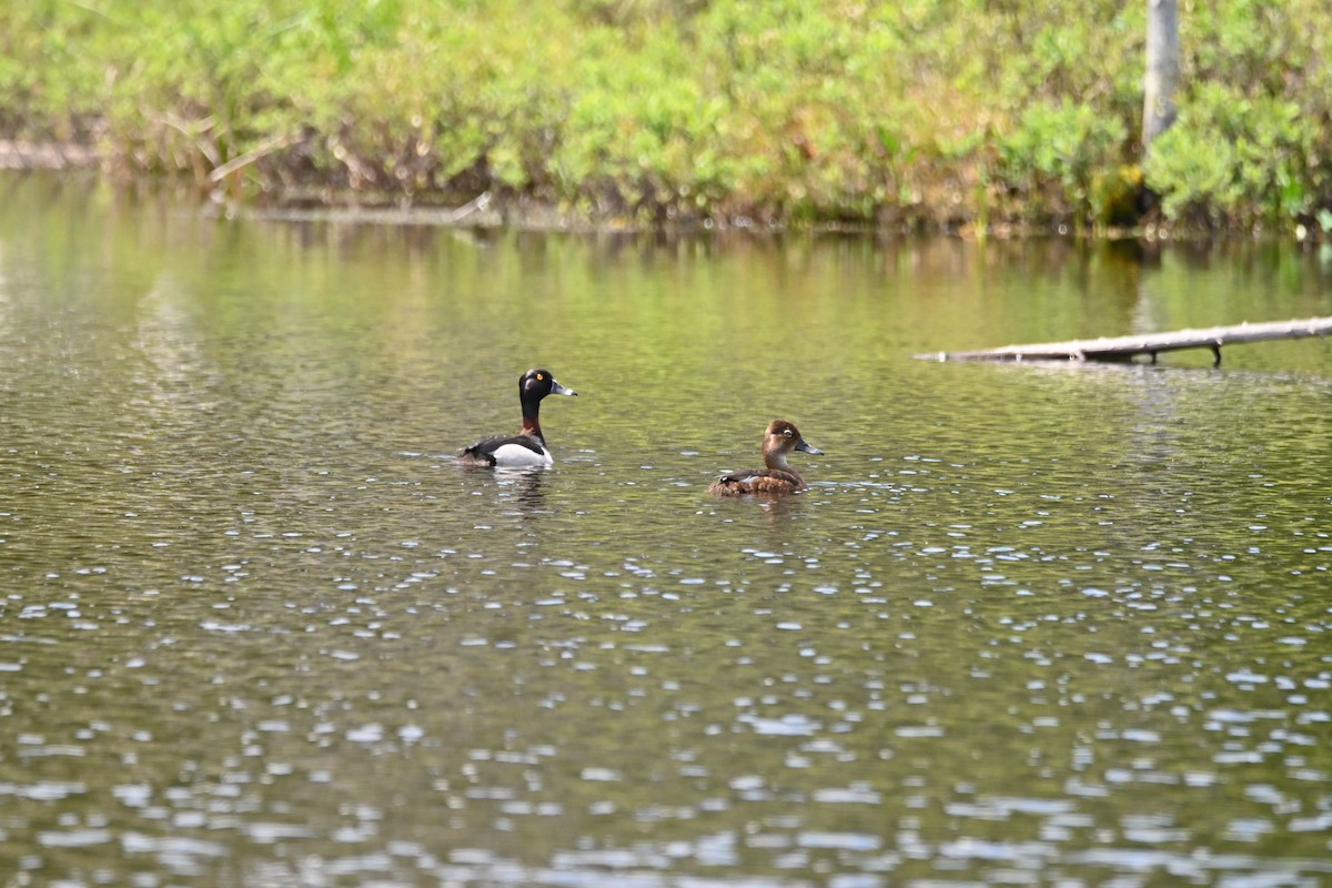 Ring-necked Duck - ML620441778