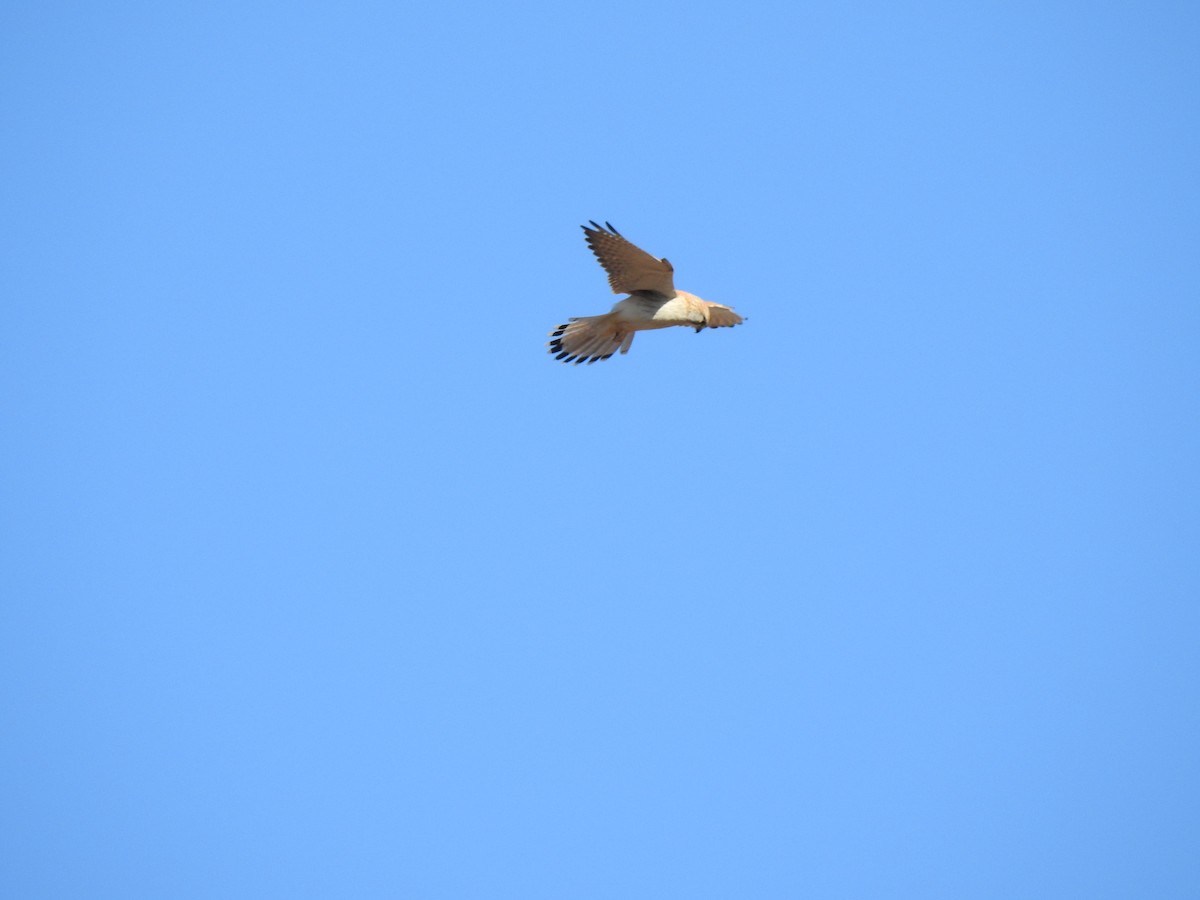 Nankeen Kestrel - ML620441783