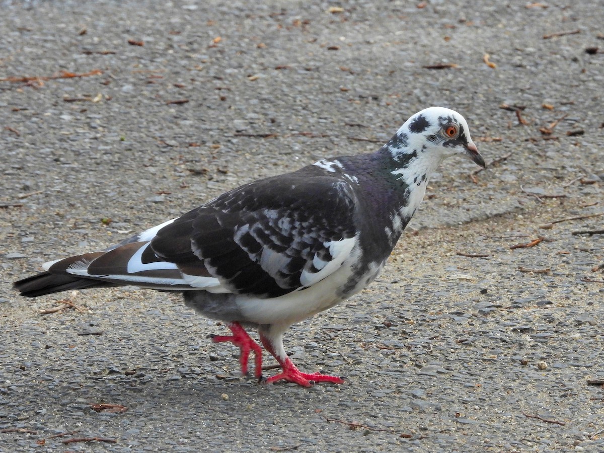 Rock Pigeon (Feral Pigeon) - ML620441785