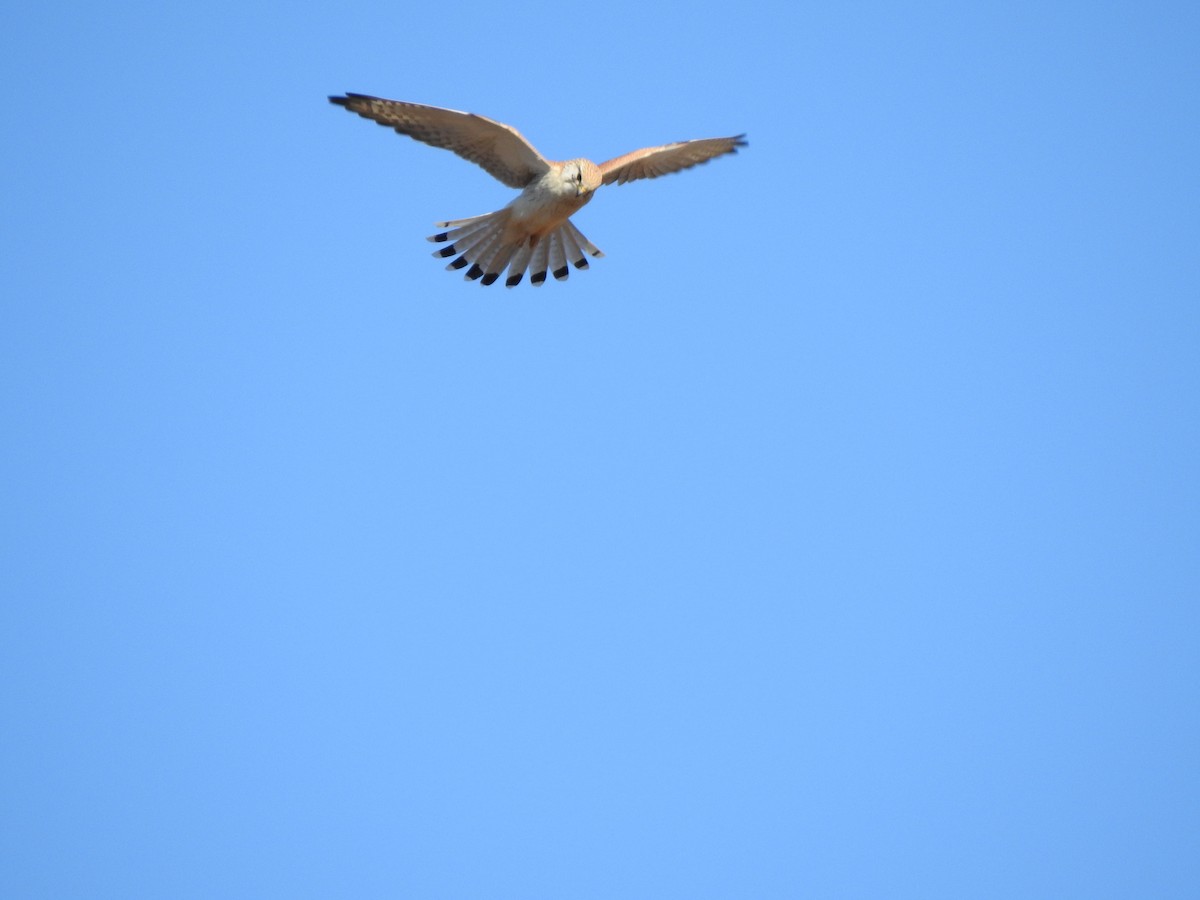 Nankeen Kestrel - ML620441787