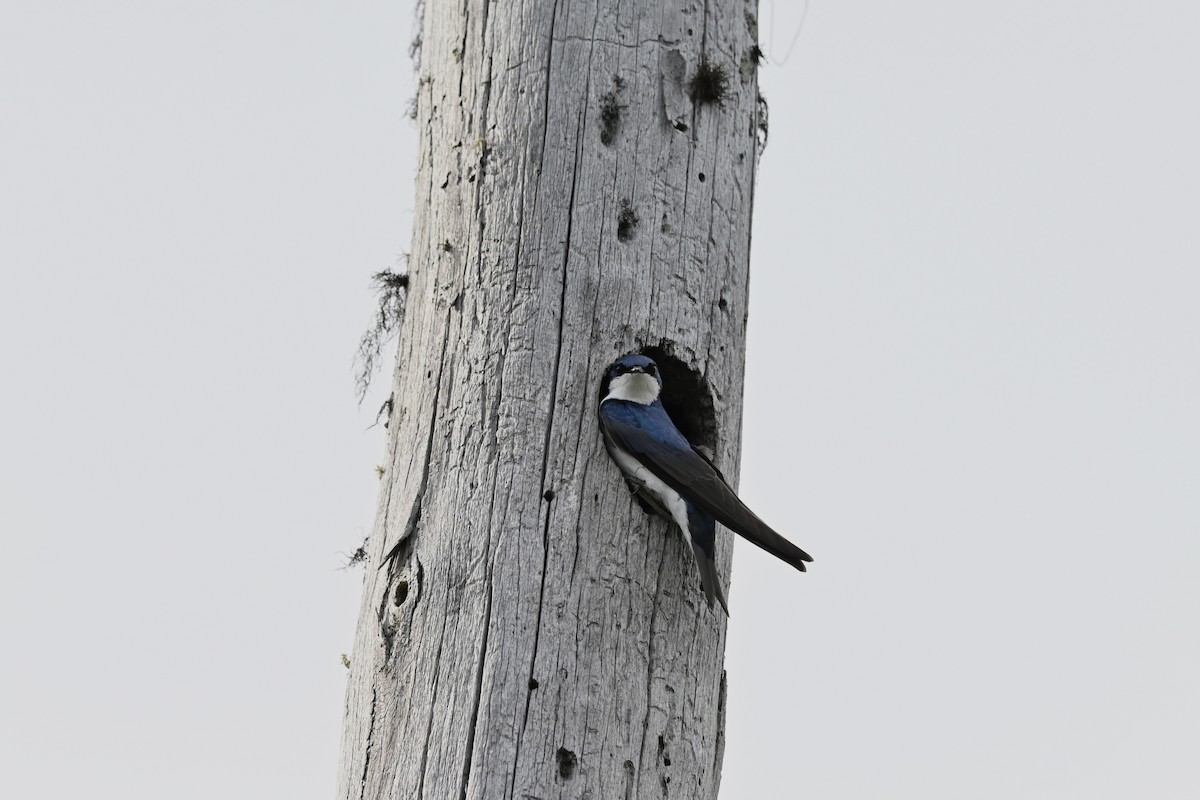 Golondrina Bicolor - ML620441788