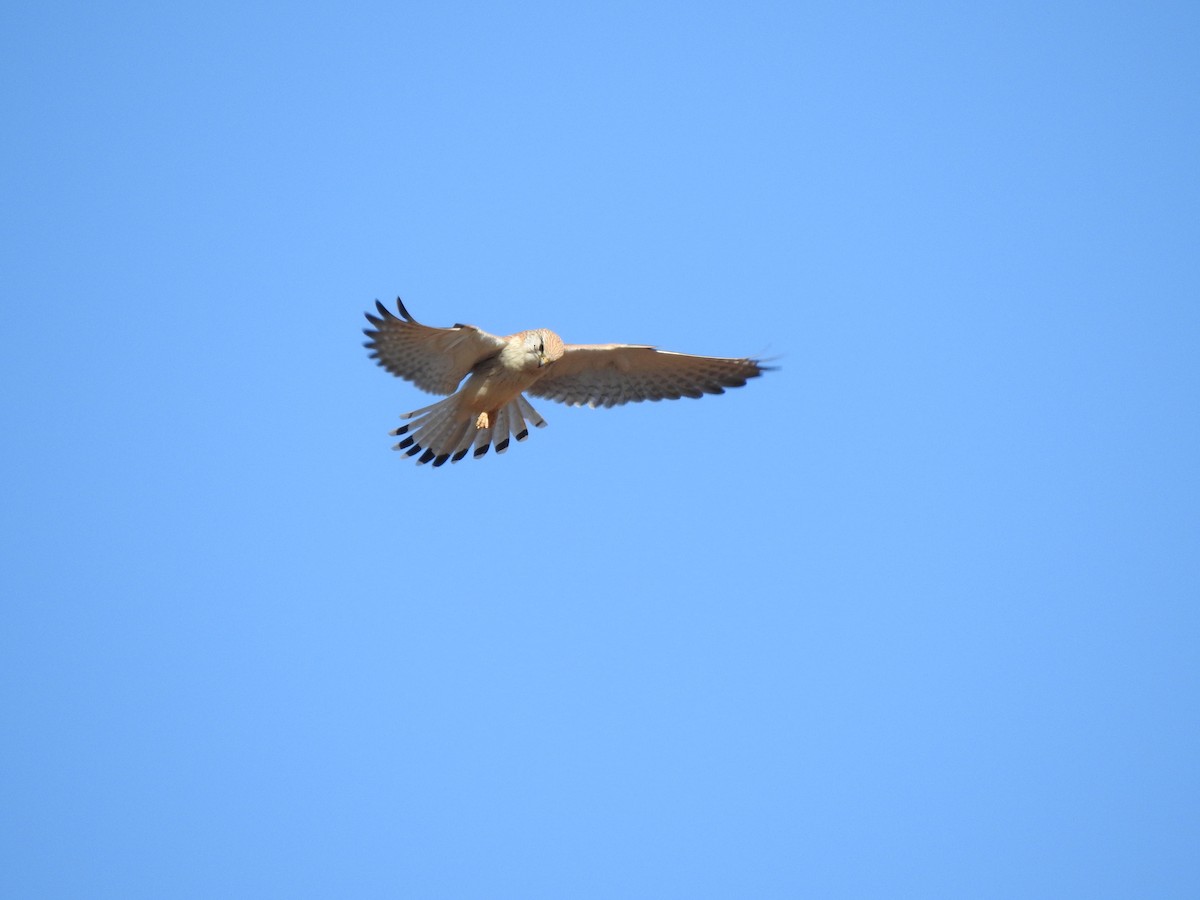 Nankeen Kestrel - ML620441791