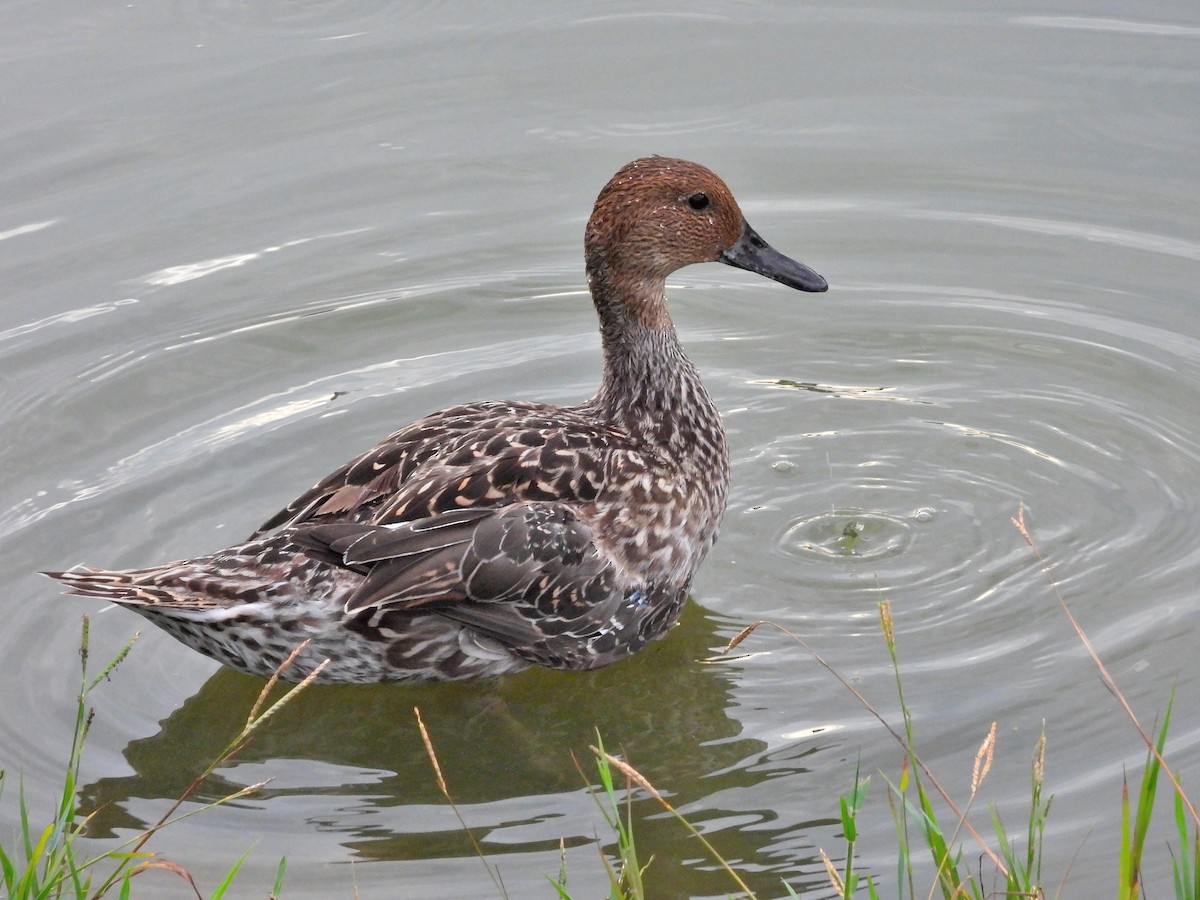 Northern Pintail - ML620441800