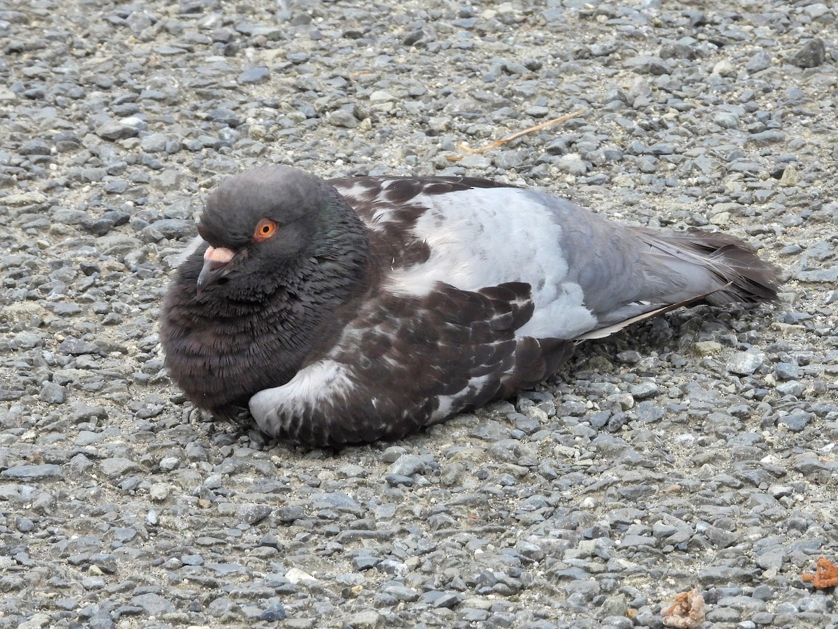 Rock Pigeon (Feral Pigeon) - ML620441831