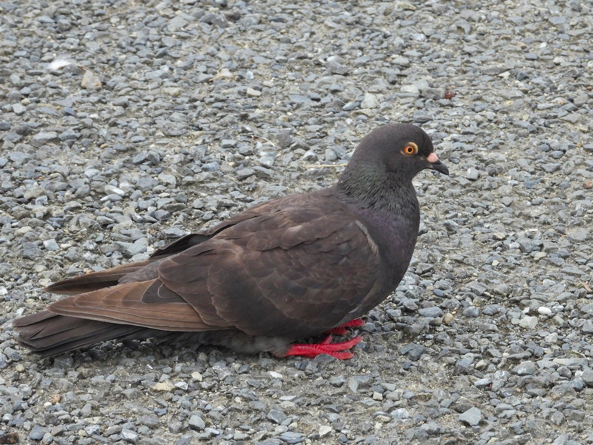 Rock Pigeon (Feral Pigeon) - ML620441832