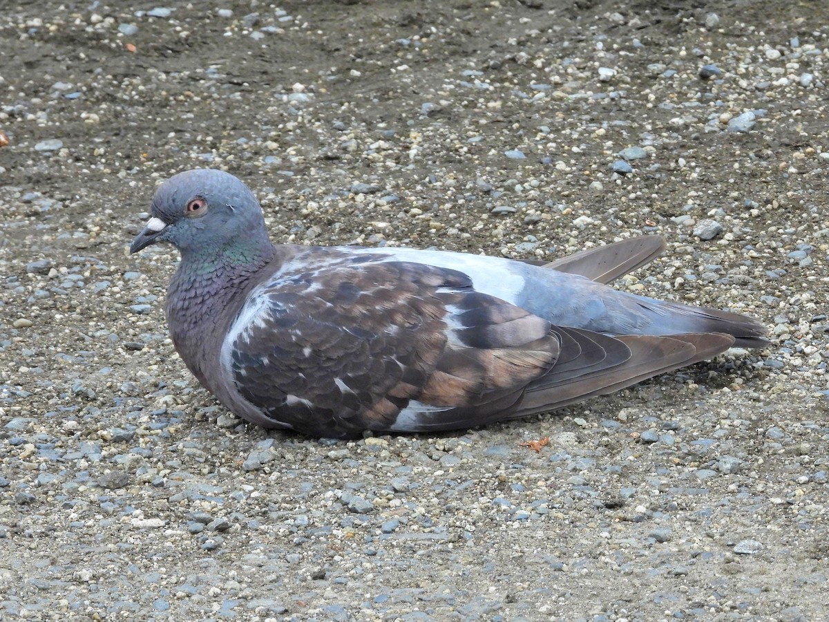 Rock Pigeon (Feral Pigeon) - ML620441833