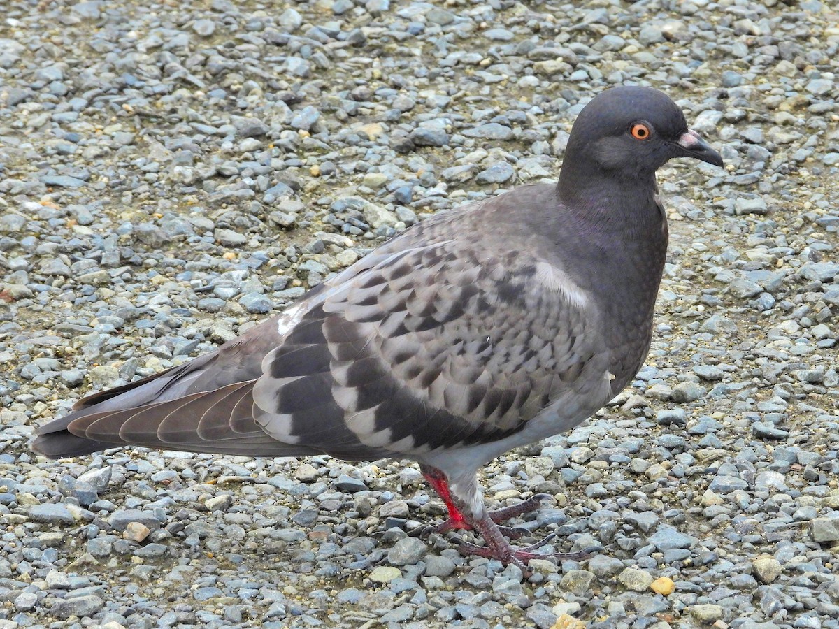 Rock Pigeon (Feral Pigeon) - ML620441834