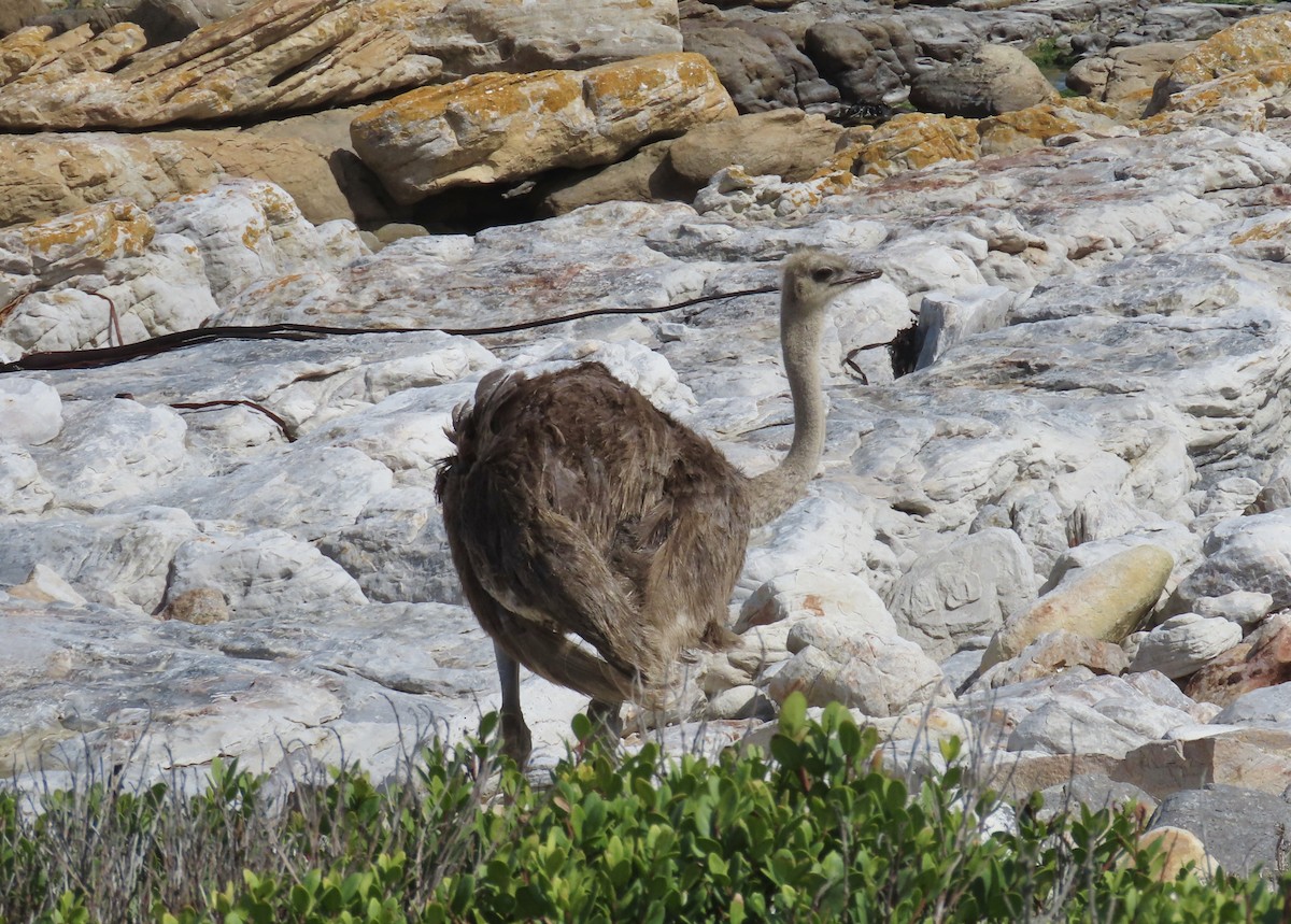 Common Ostrich - ML620441837