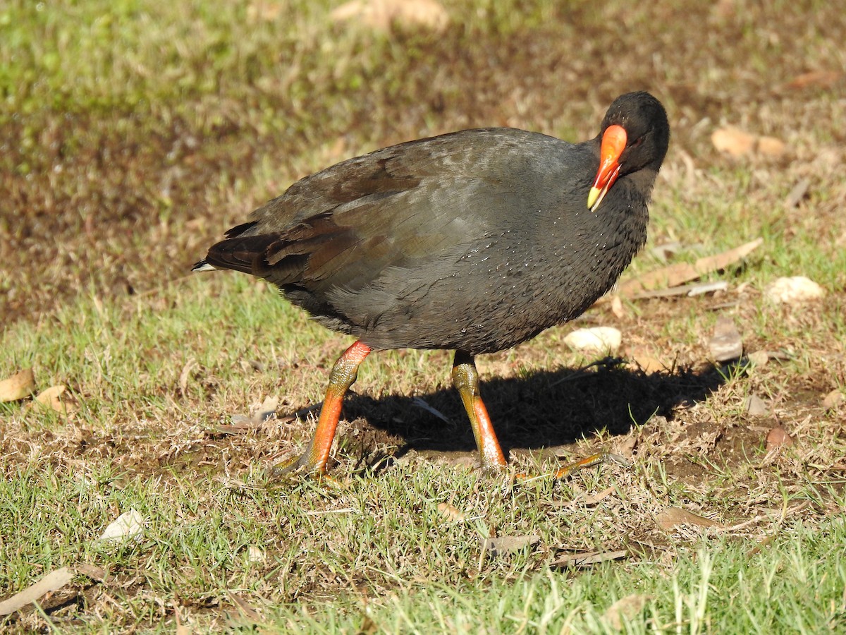 Dusky Moorhen - ML620441844