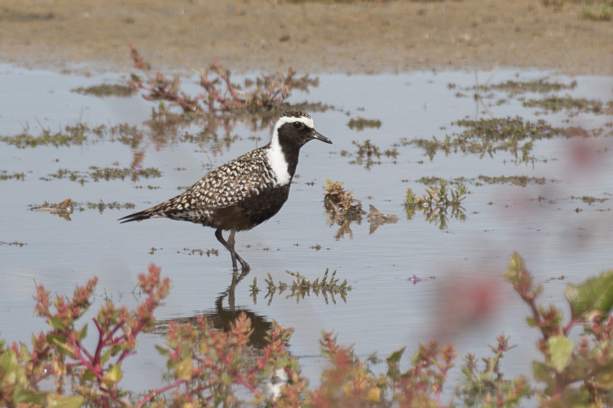 American Golden-Plover - ML620441847