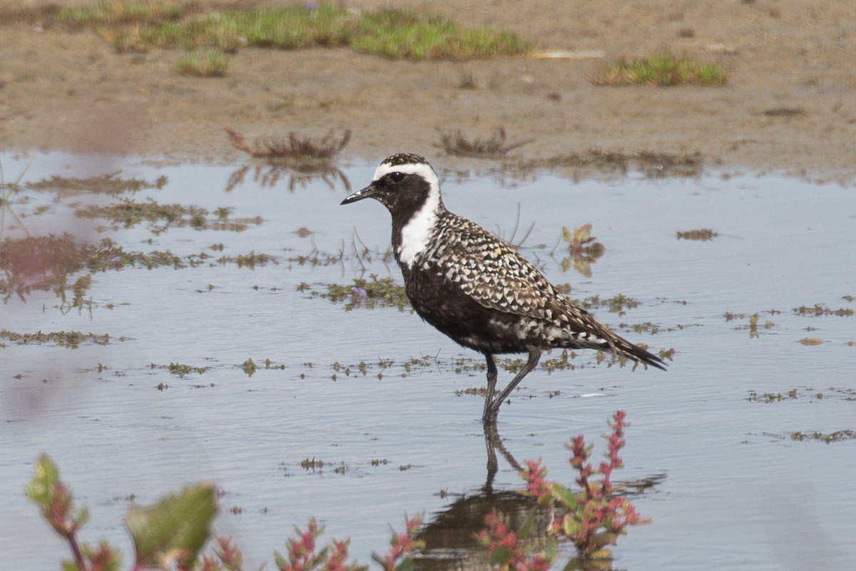 American Golden-Plover - ML620441849