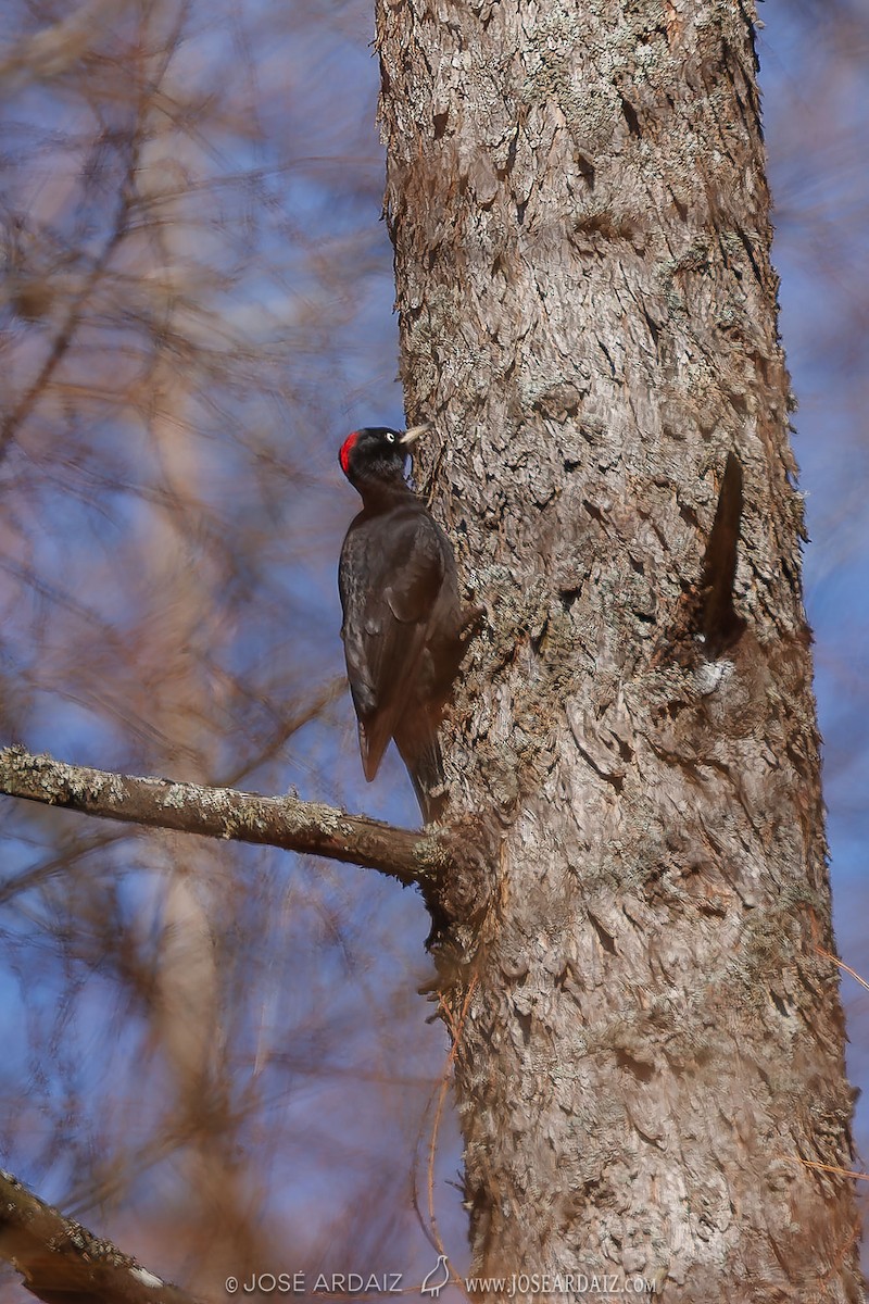 Black Woodpecker - ML620441853