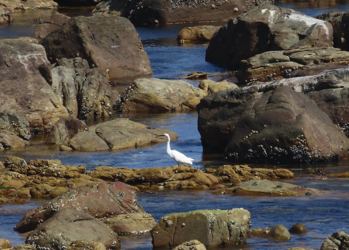 Little Egret - ML620441854