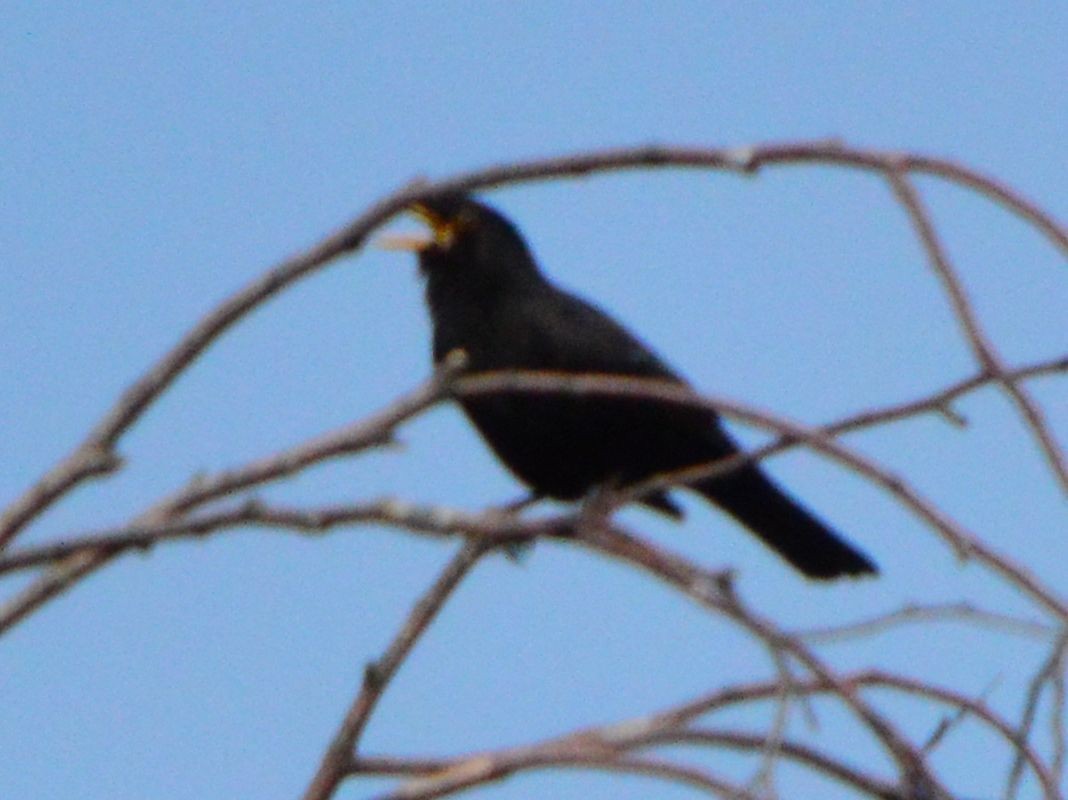 Eurasian Blackbird - ML620441855