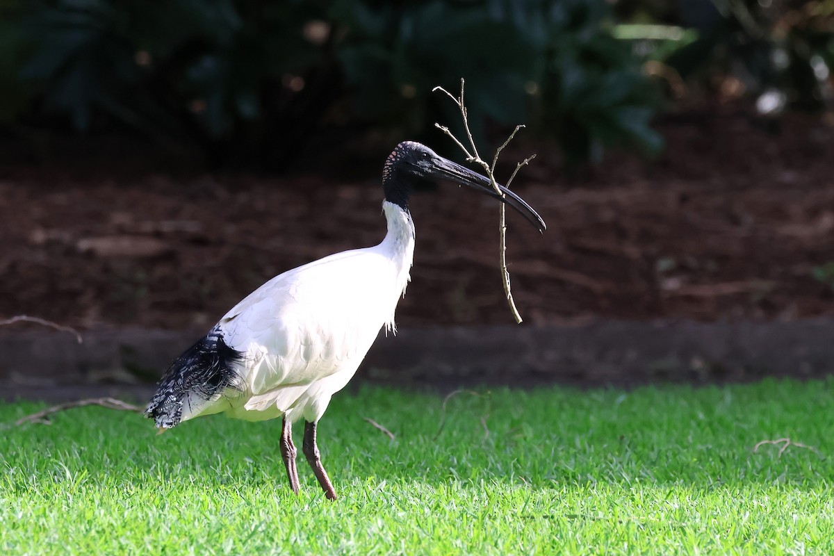 ibis australský - ML620441857