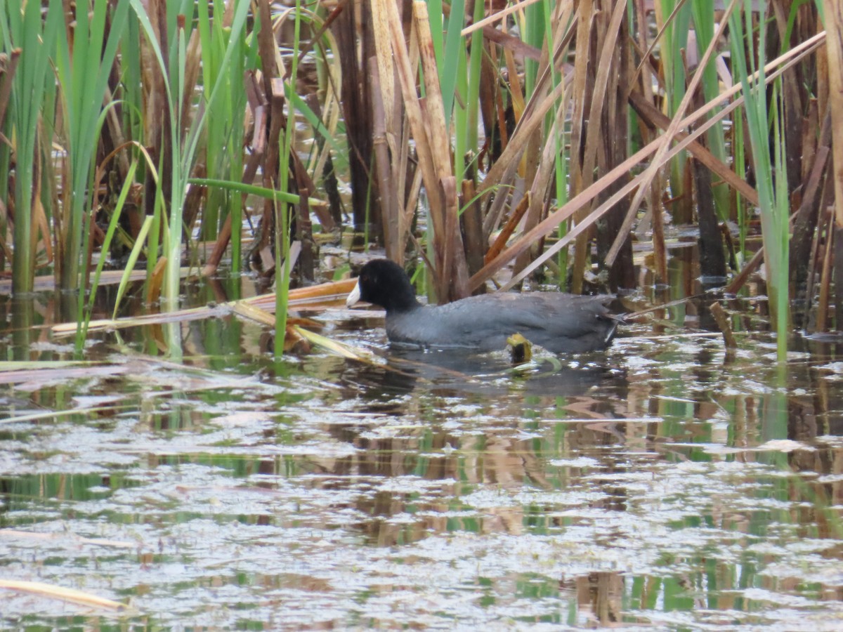 American Coot - ML620441863