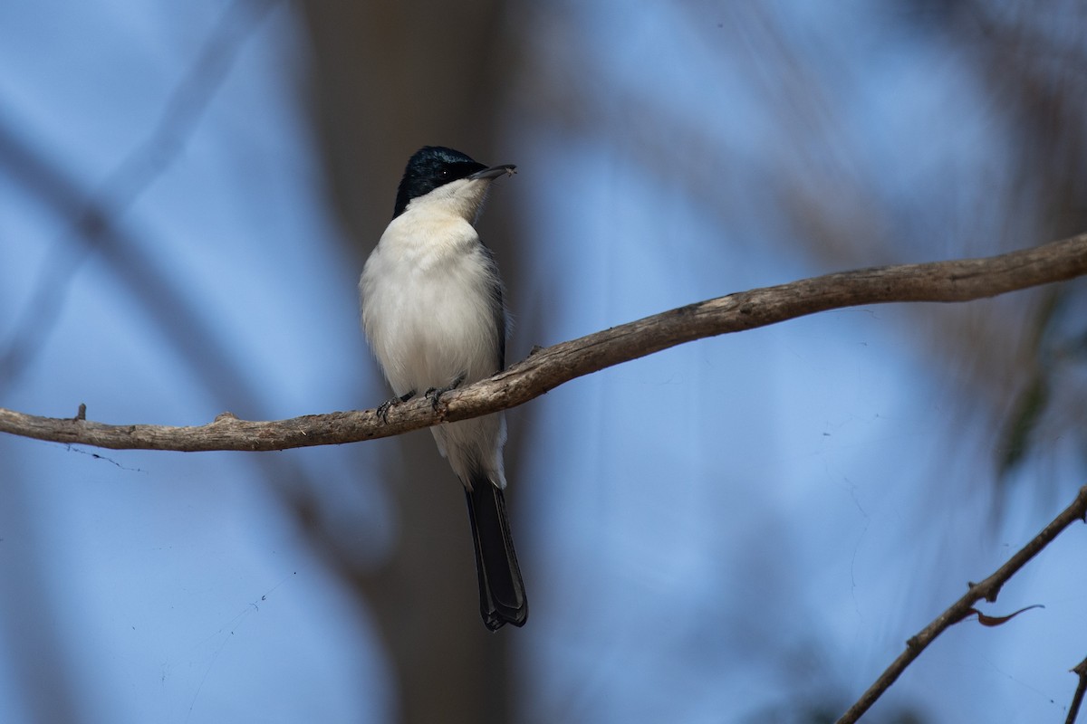 Restless Flycatcher - ML620441866