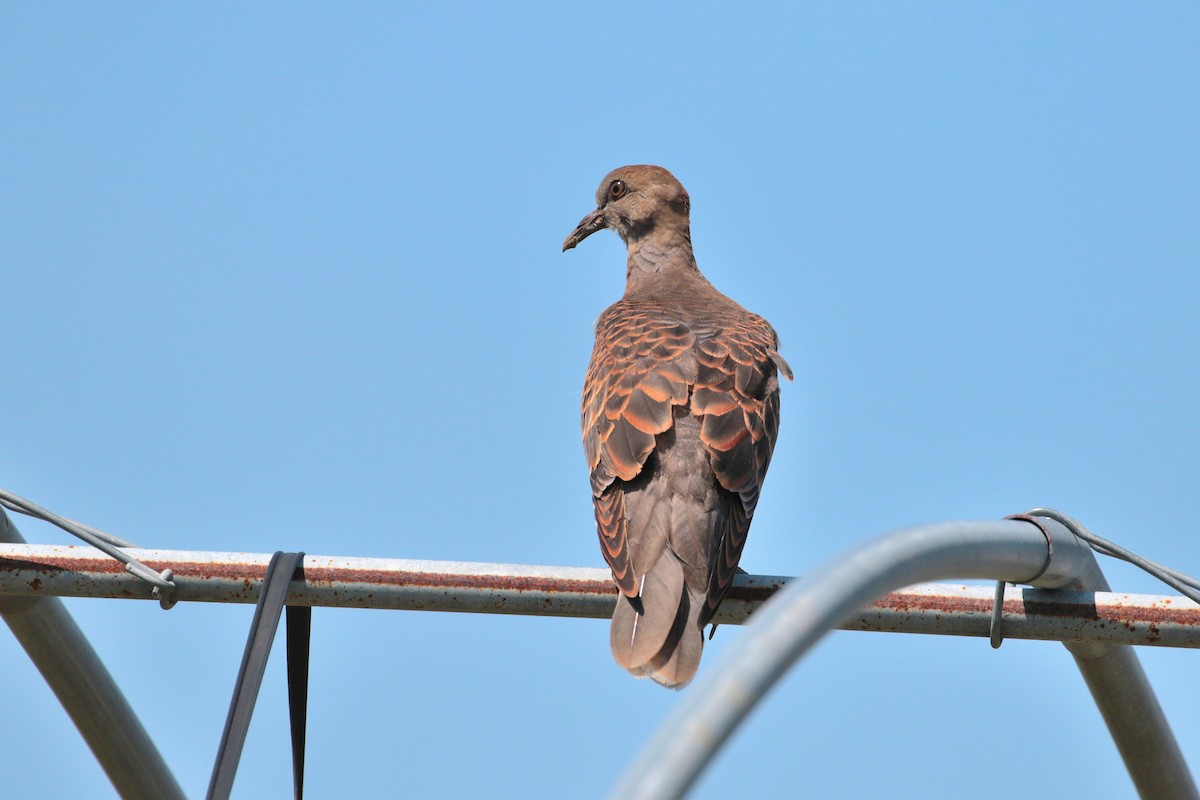 Oriental Turtle-Dove - ML620441868