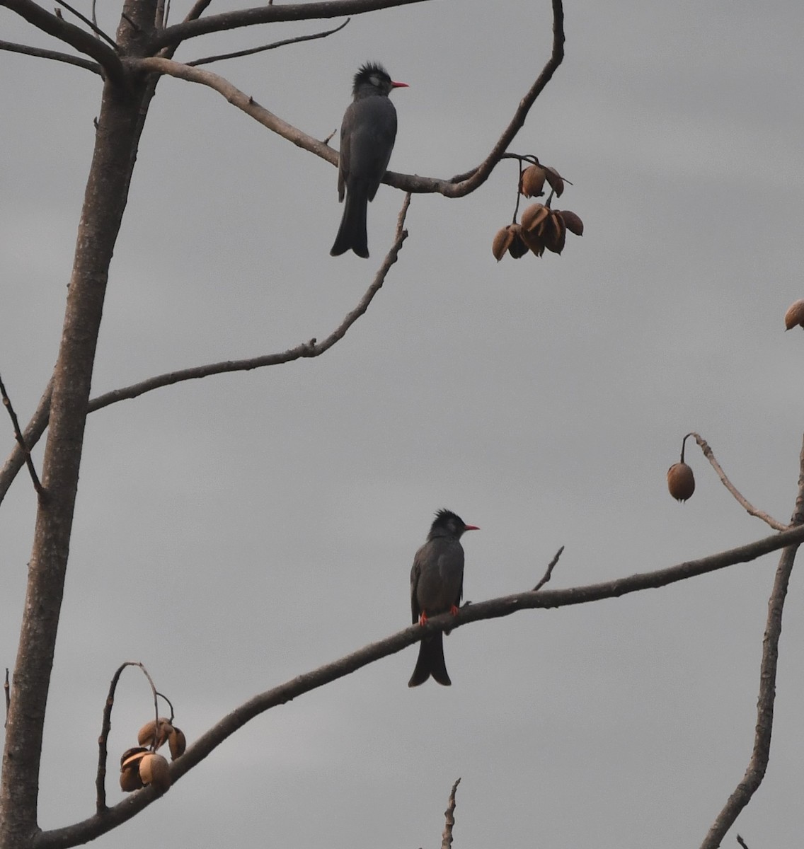 Black Bulbul - ML620441877