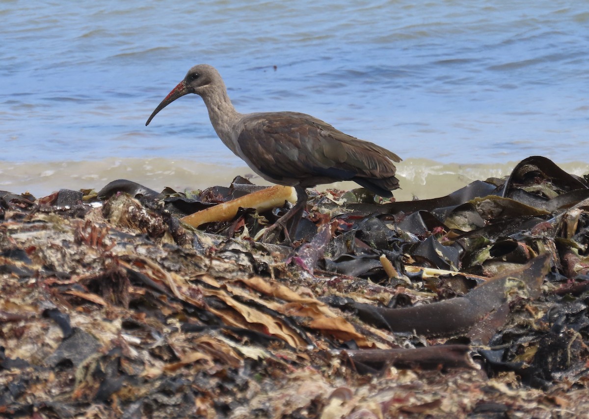 Hadada Ibis - ML620441881