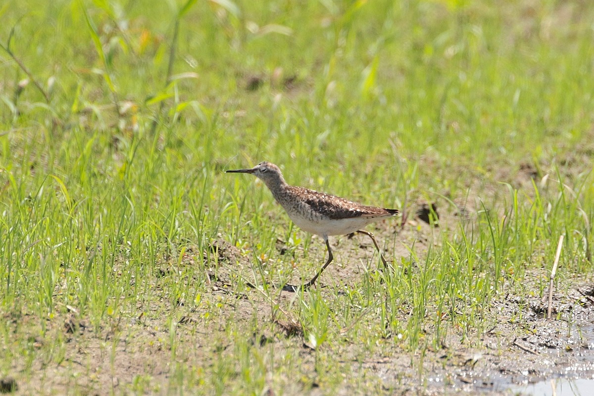 Wood Sandpiper - ML620441884