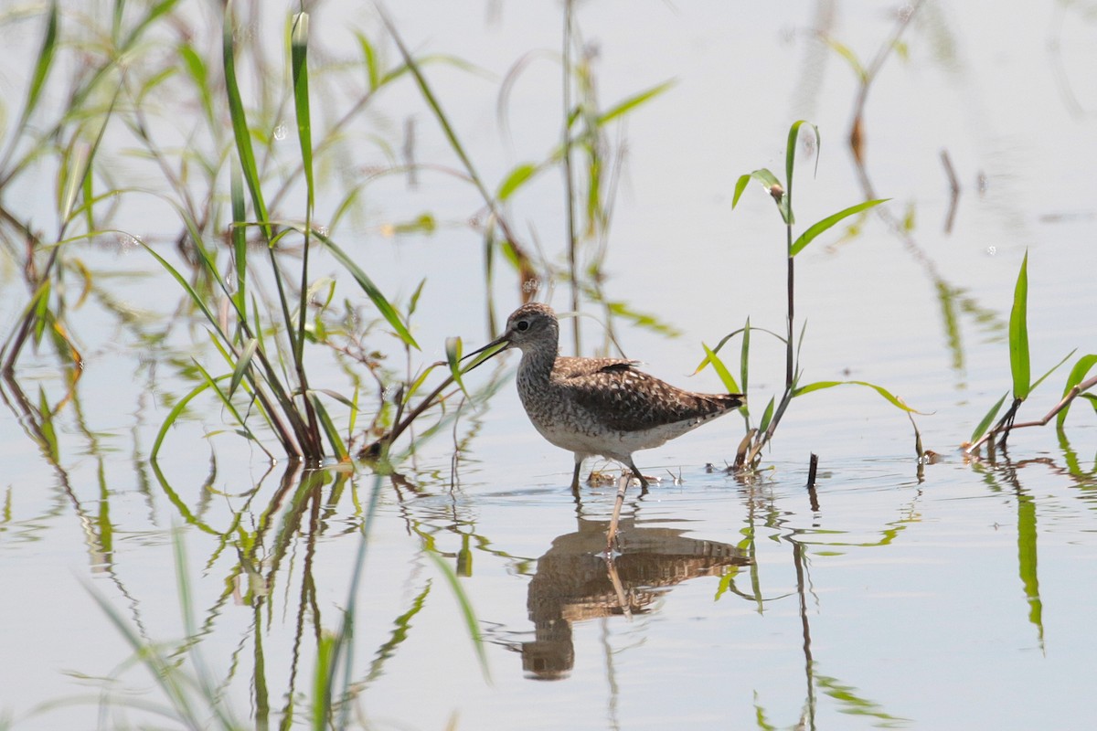 Bruchwasserläufer - ML620441885