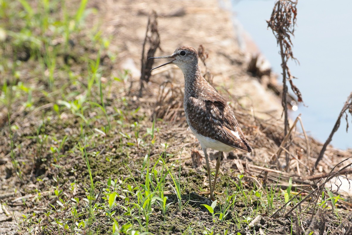 Wood Sandpiper - ML620441886