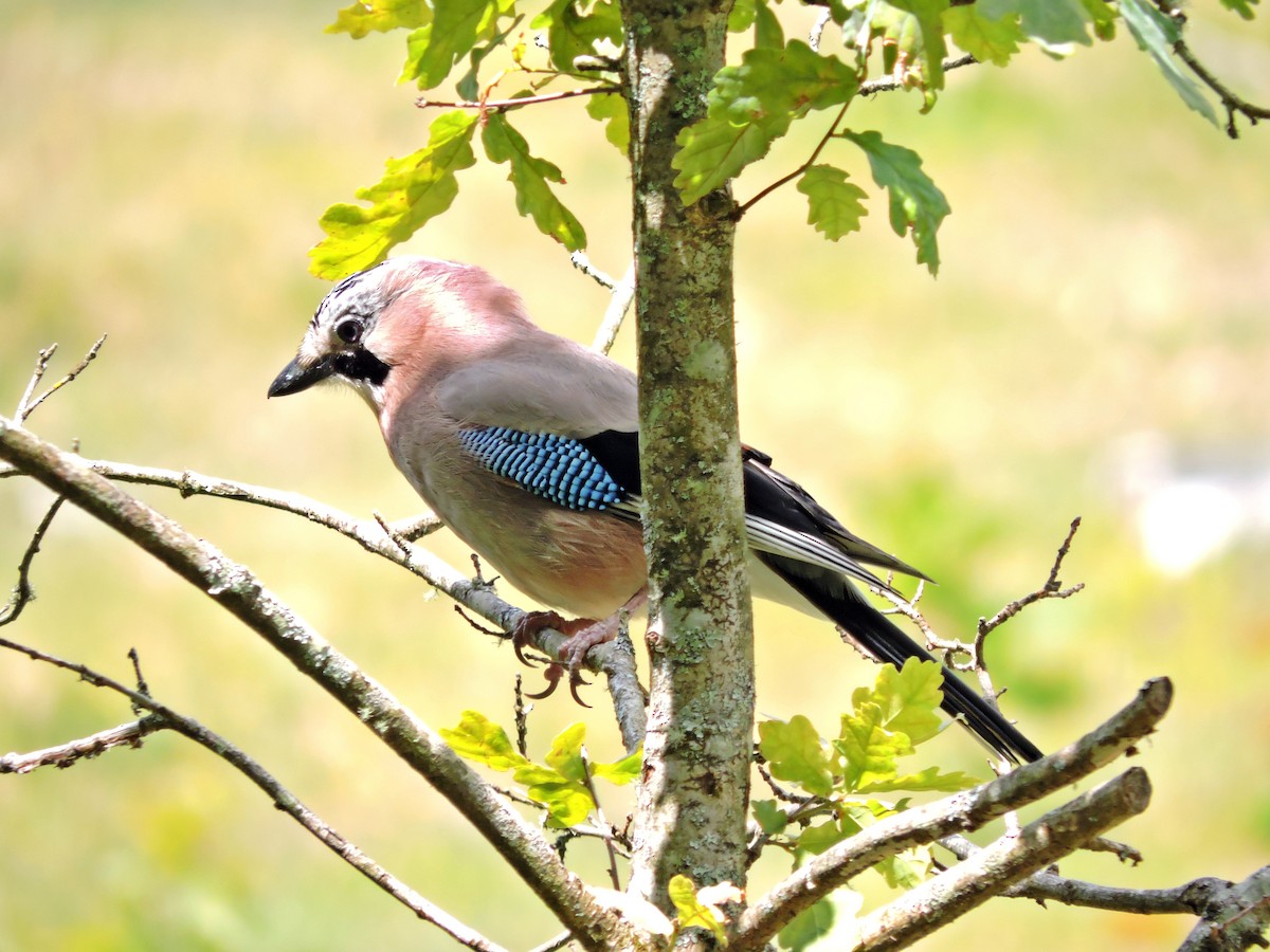 Eurasian Jay - ML620441891