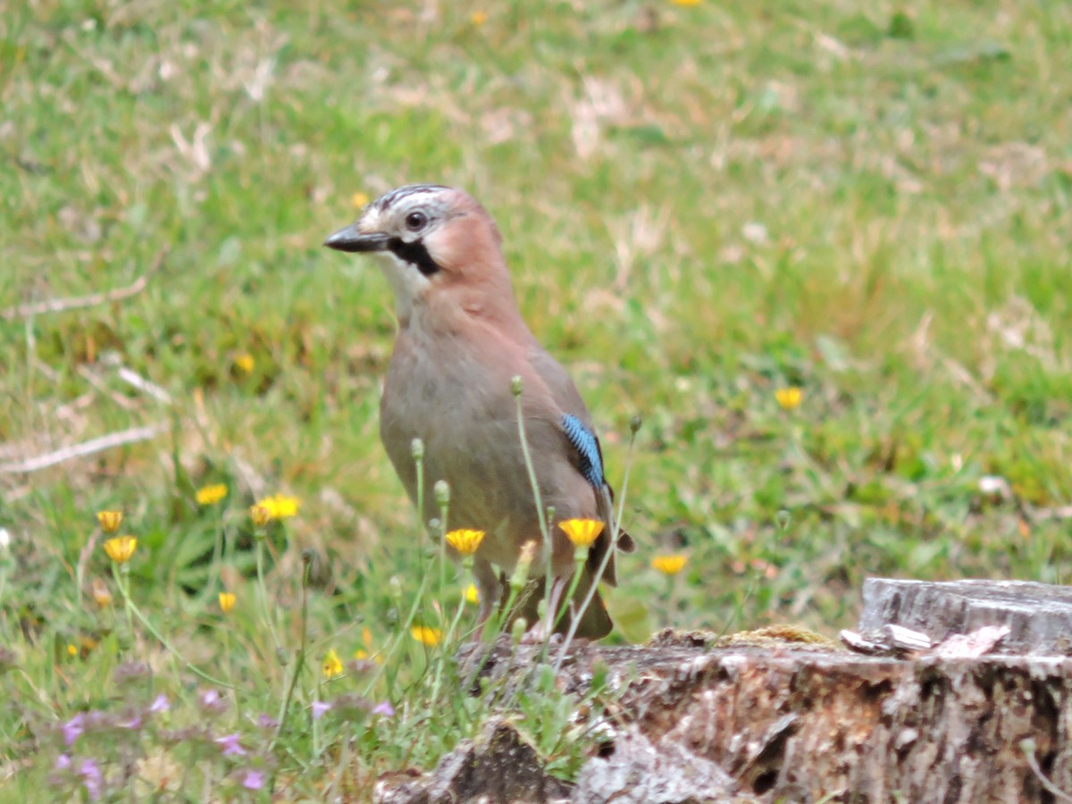 Eurasian Jay - ML620441899