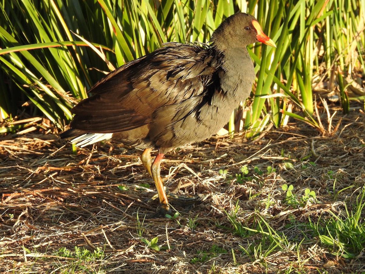 Dusky Moorhen - ML620441901