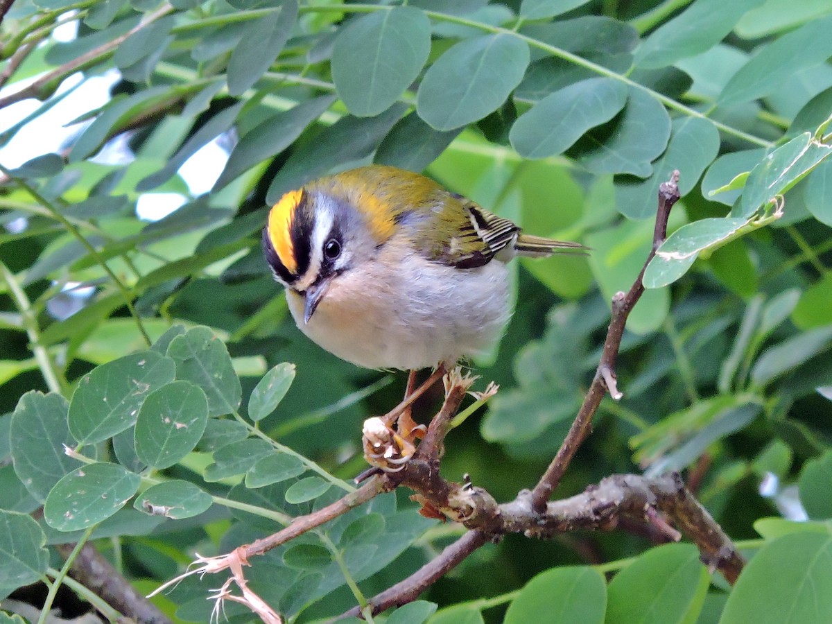 Common Firecrest - ML620441902