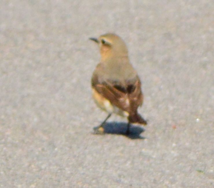Northern Wheatear - Anonymous