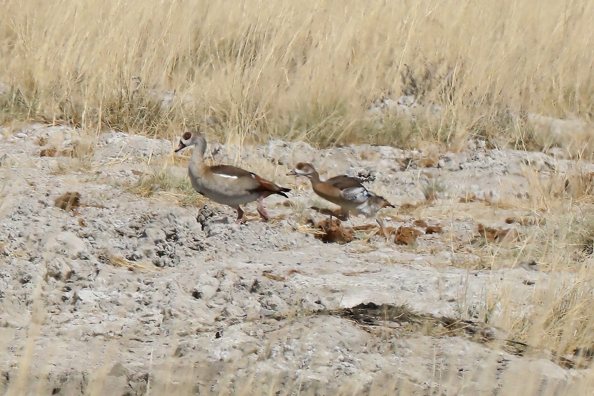 Egyptian Goose - ML620441910