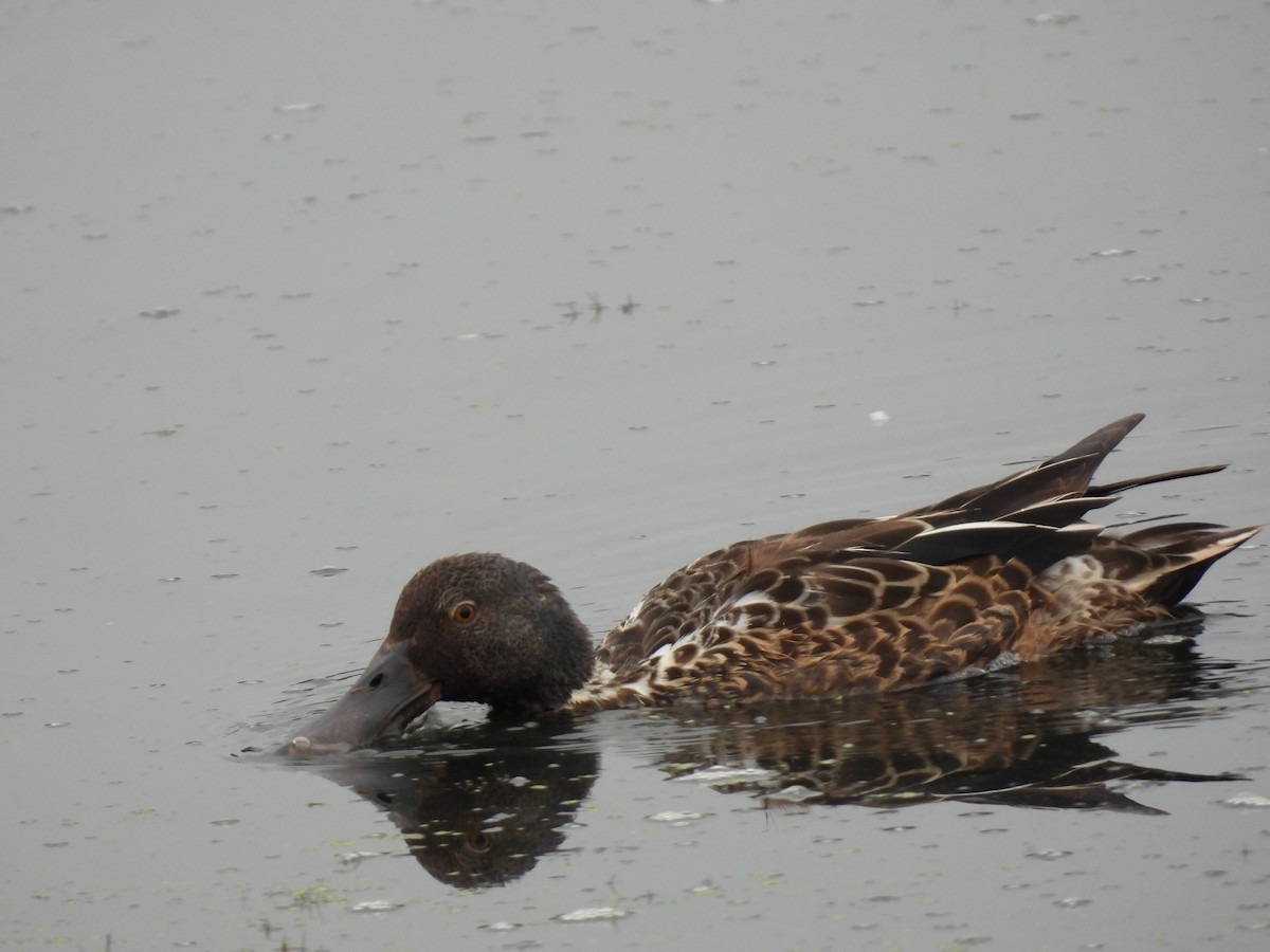 Northern Shoveler - ML620441915