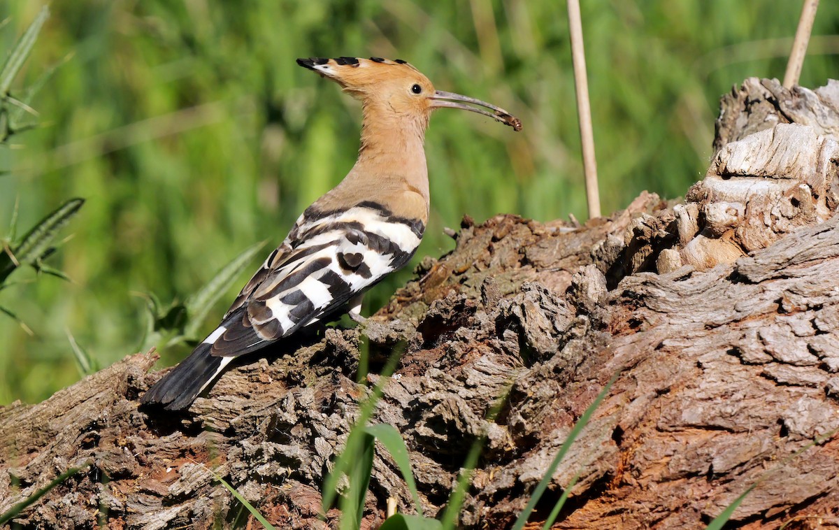 Eurasian Hoopoe - ML620441918