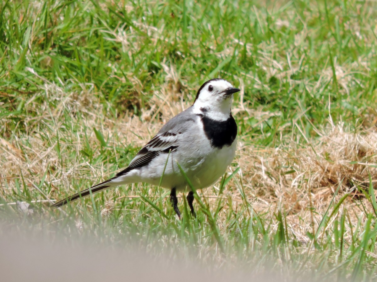 White Wagtail - ML620441919