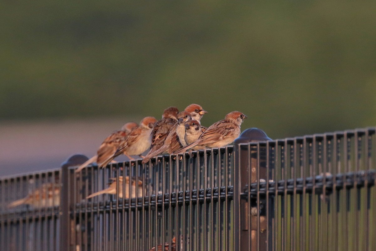 Eurasian Tree Sparrow - ML620441931