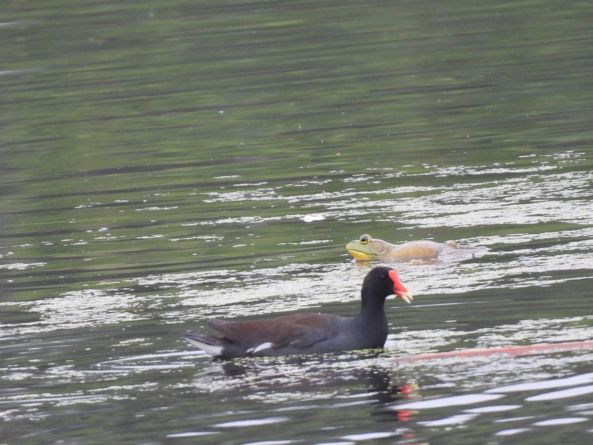 Common Gallinule - ML620441944