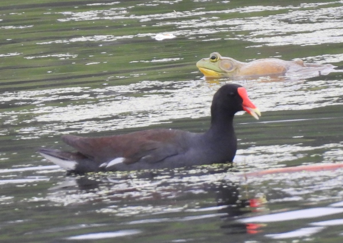 Common Gallinule - ML620441946