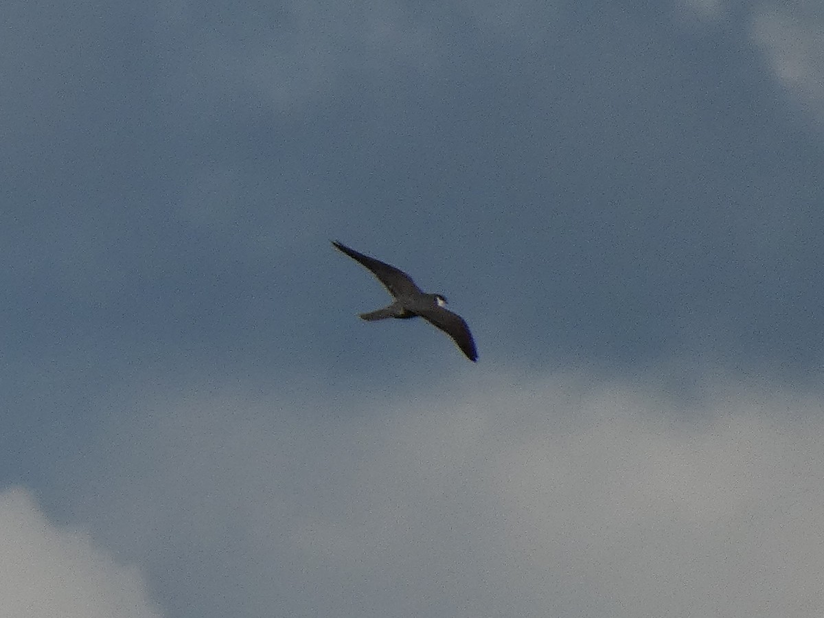 Eurasian Hobby - ML620441958